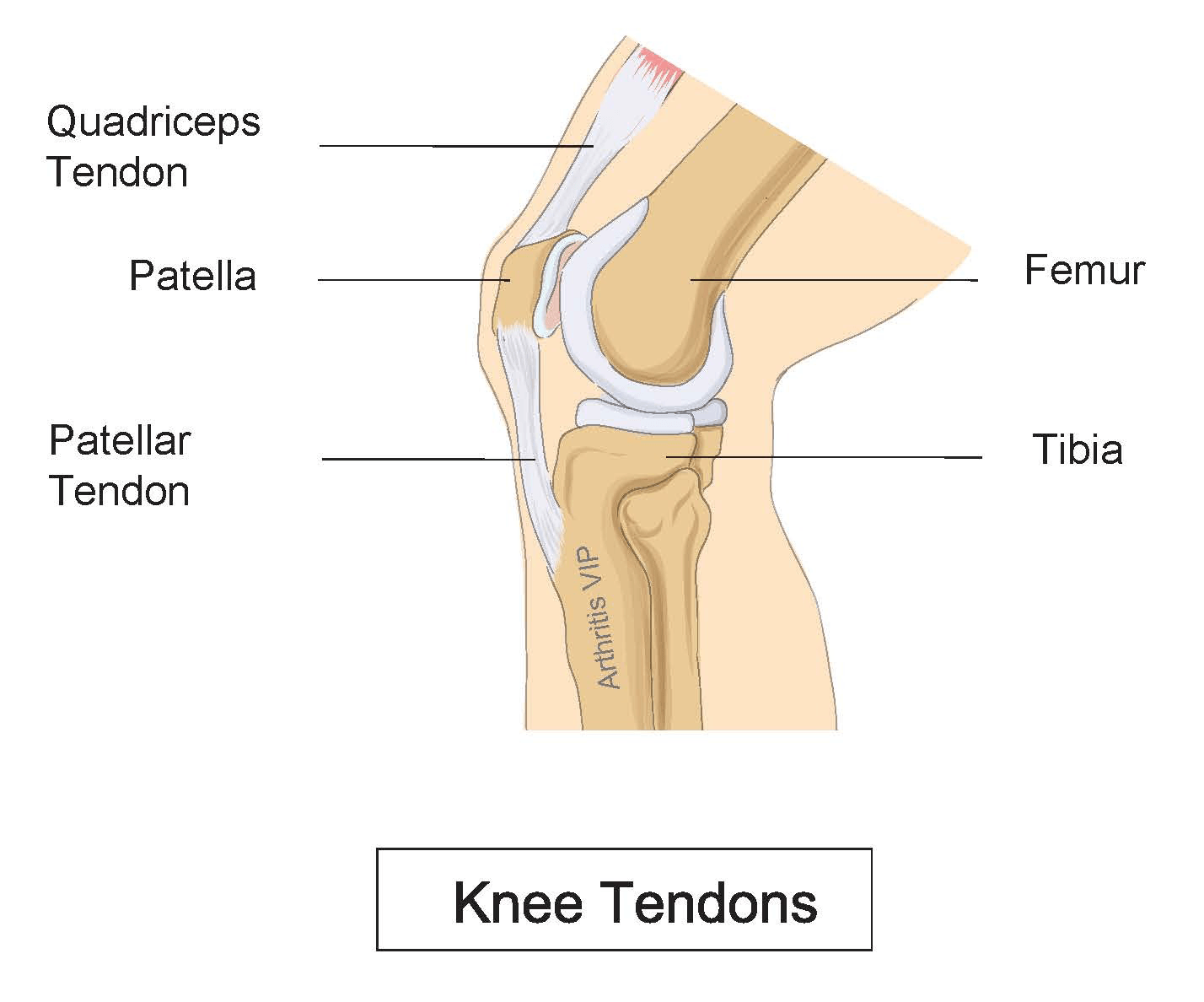 knee tendons