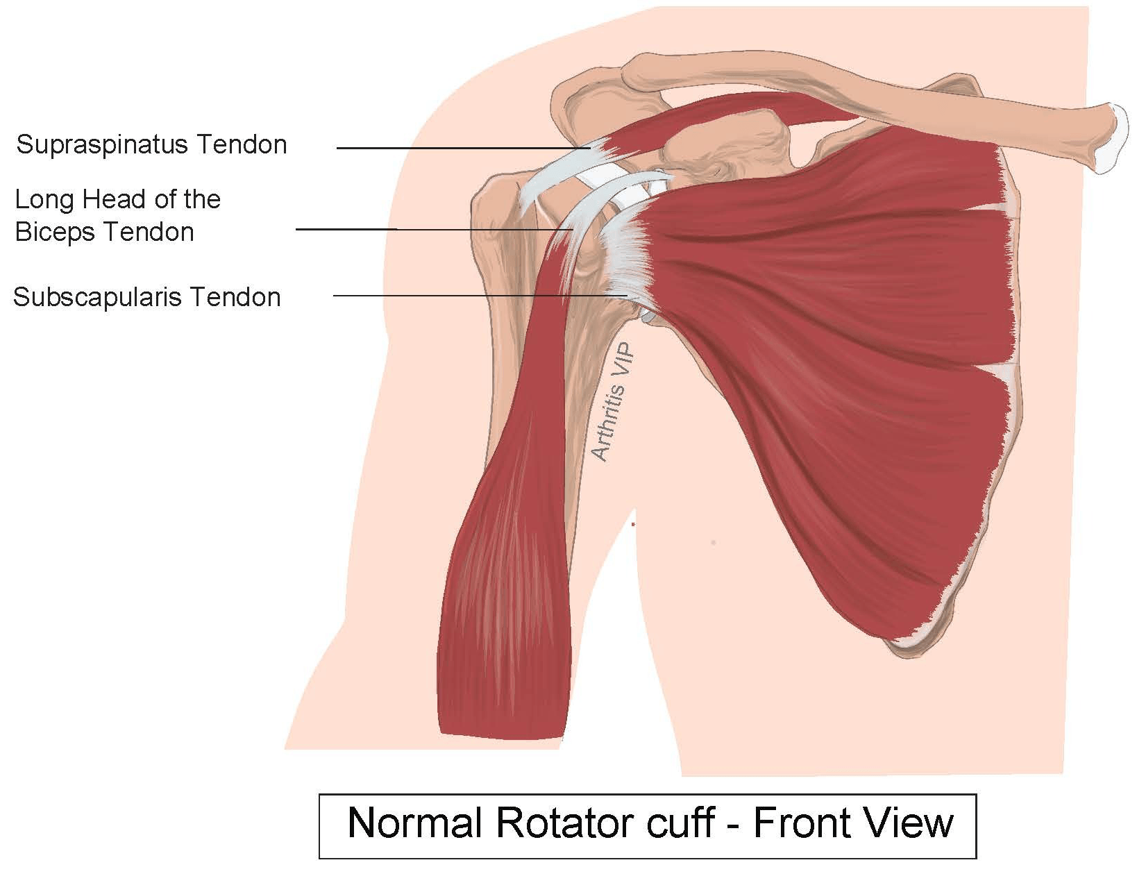 Normal front Rotator Cuff